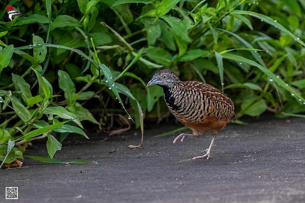 Barred Button Quail