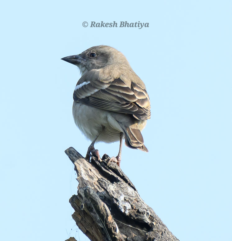 Chestnut-shouldered Petronia