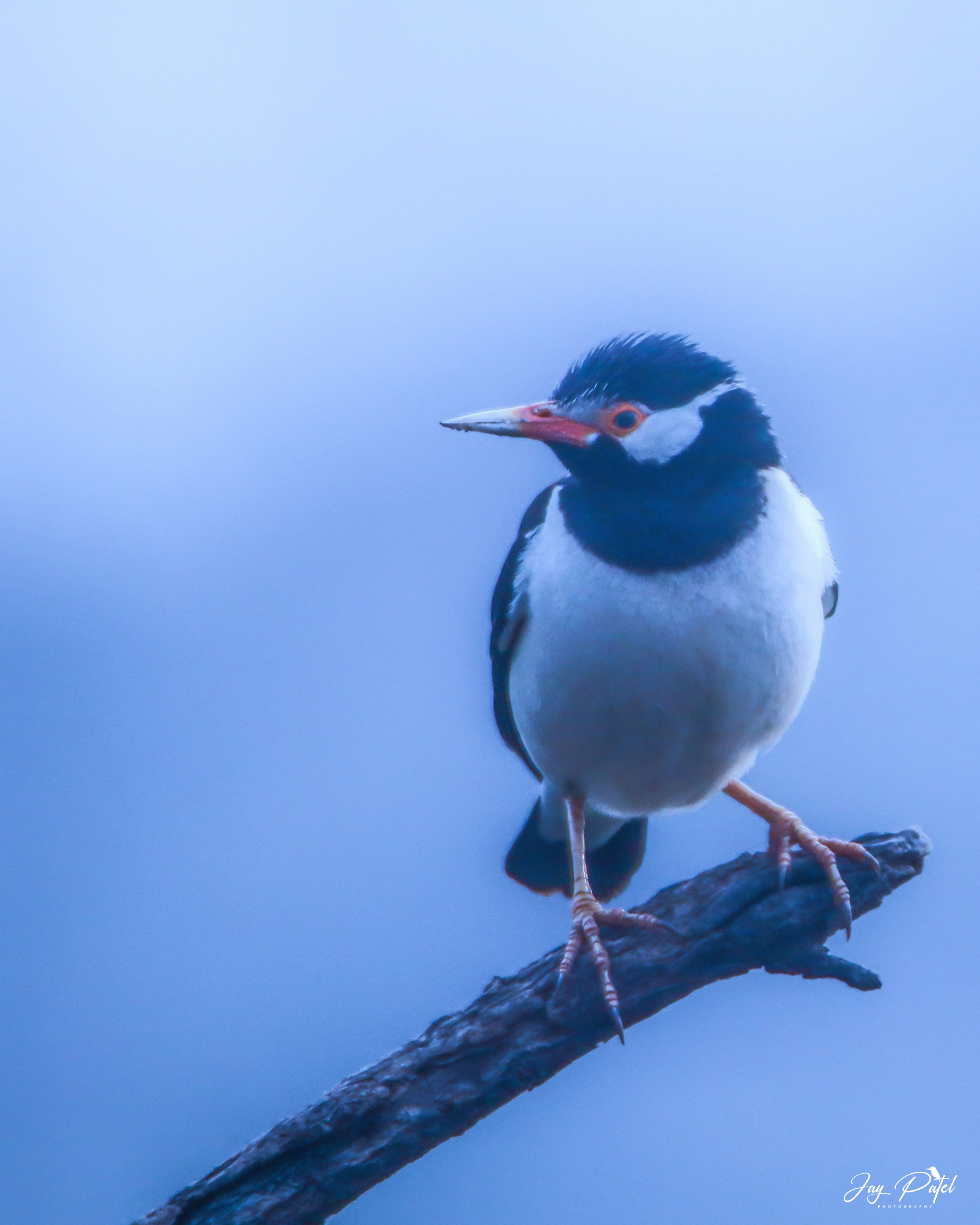 Asian Pied Starling
