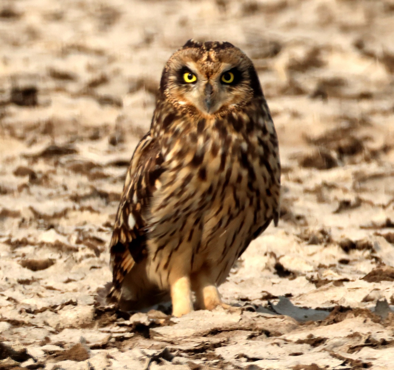 Short-eared Owl