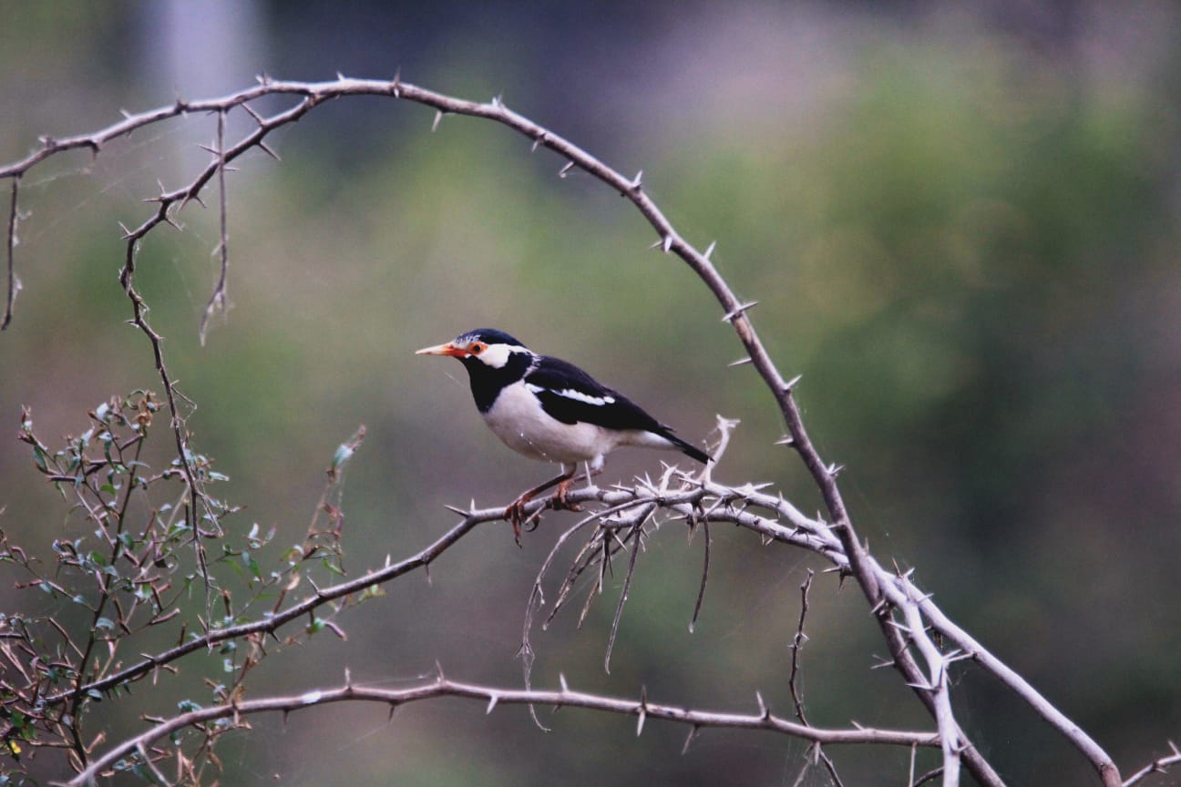 Asian Pied Starling