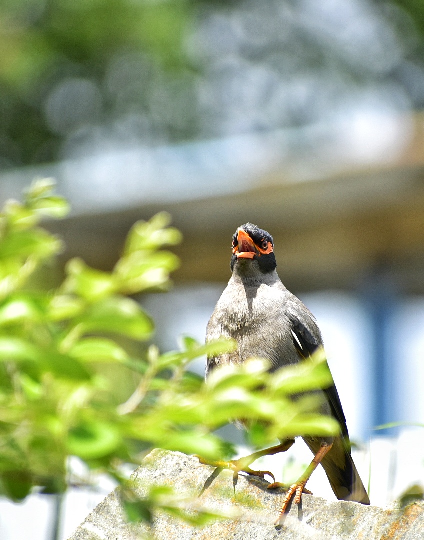 Bank Myna