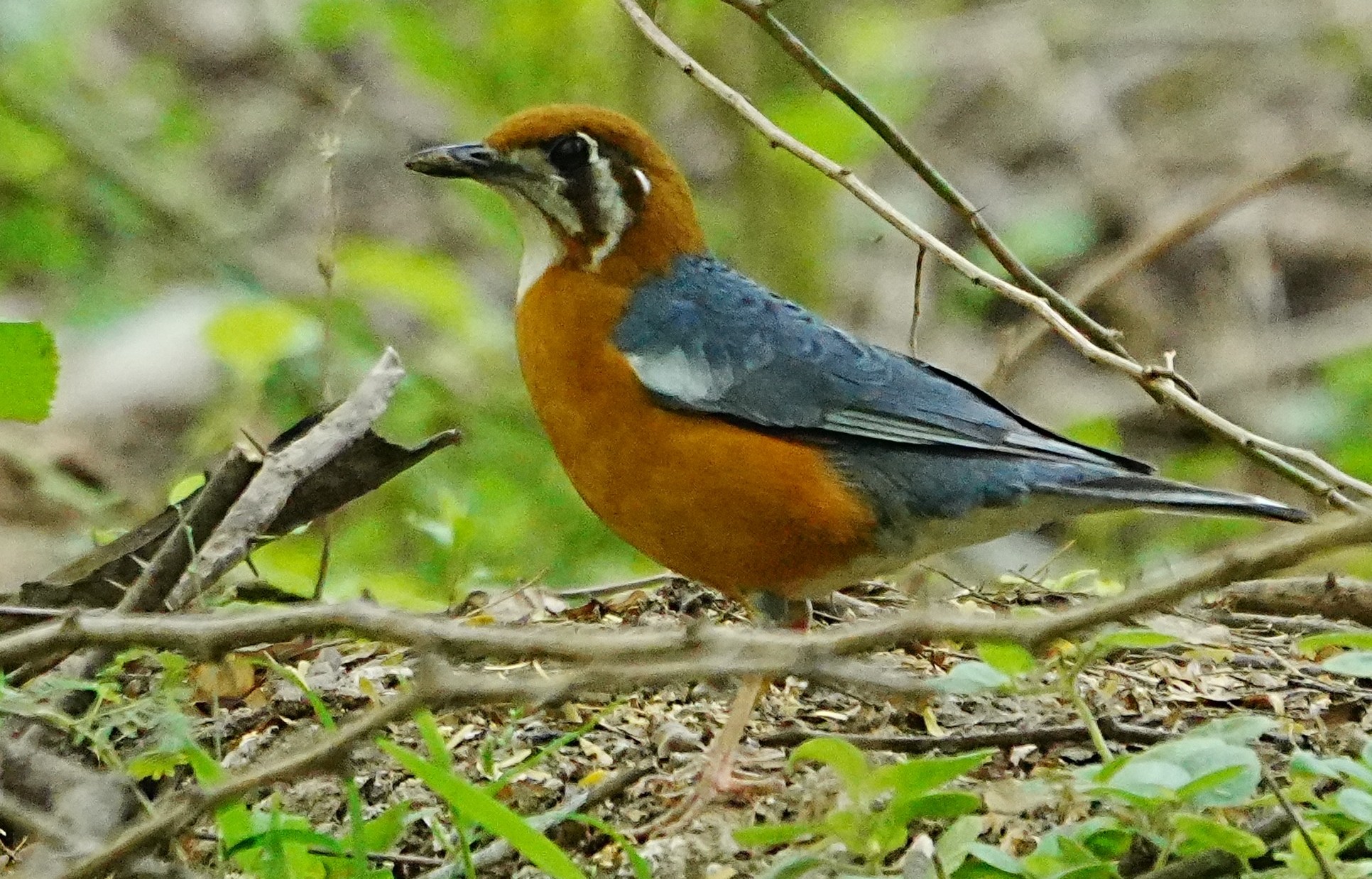 Orange-headed Thrush