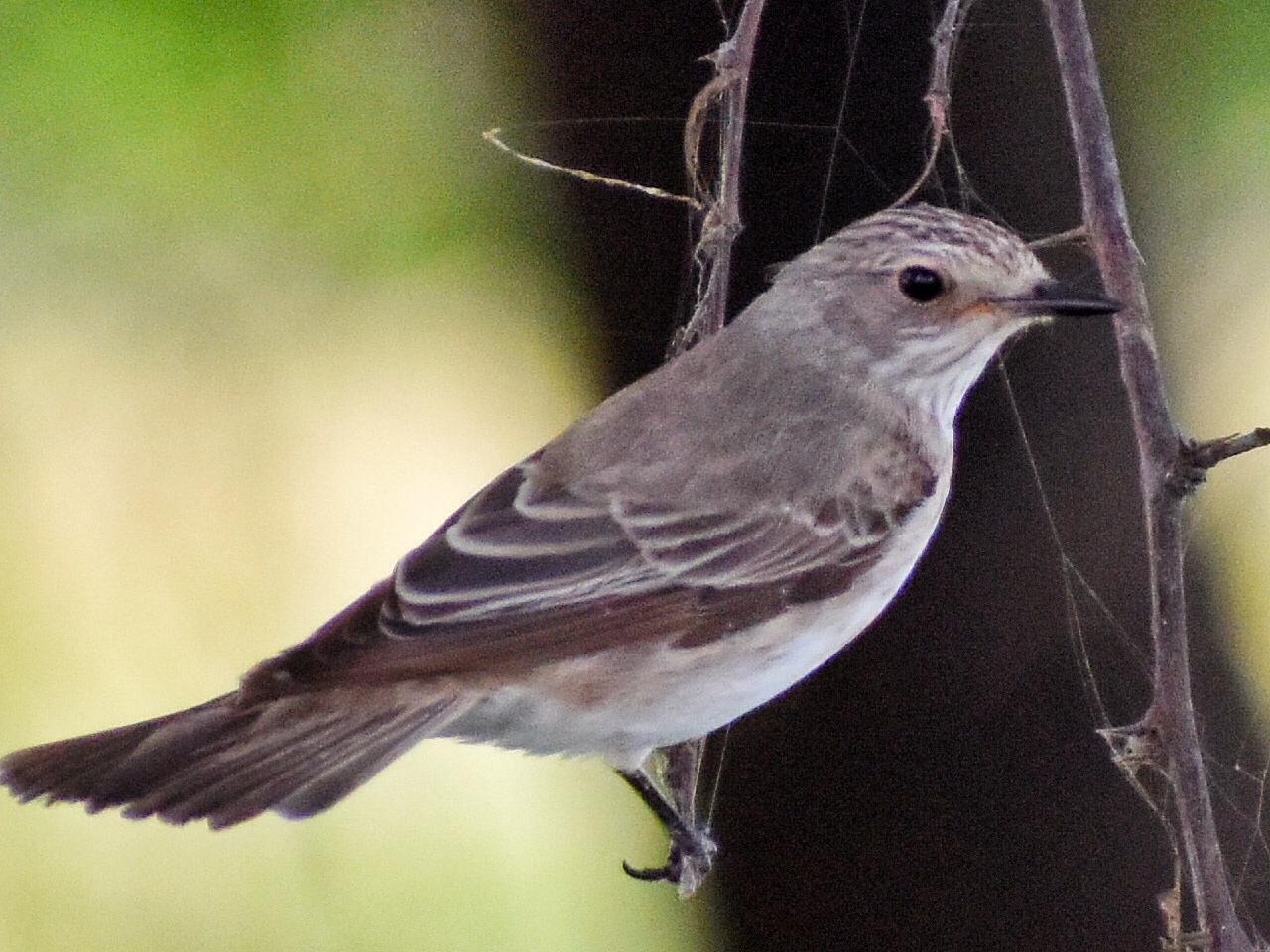 Spotted Flycatcher