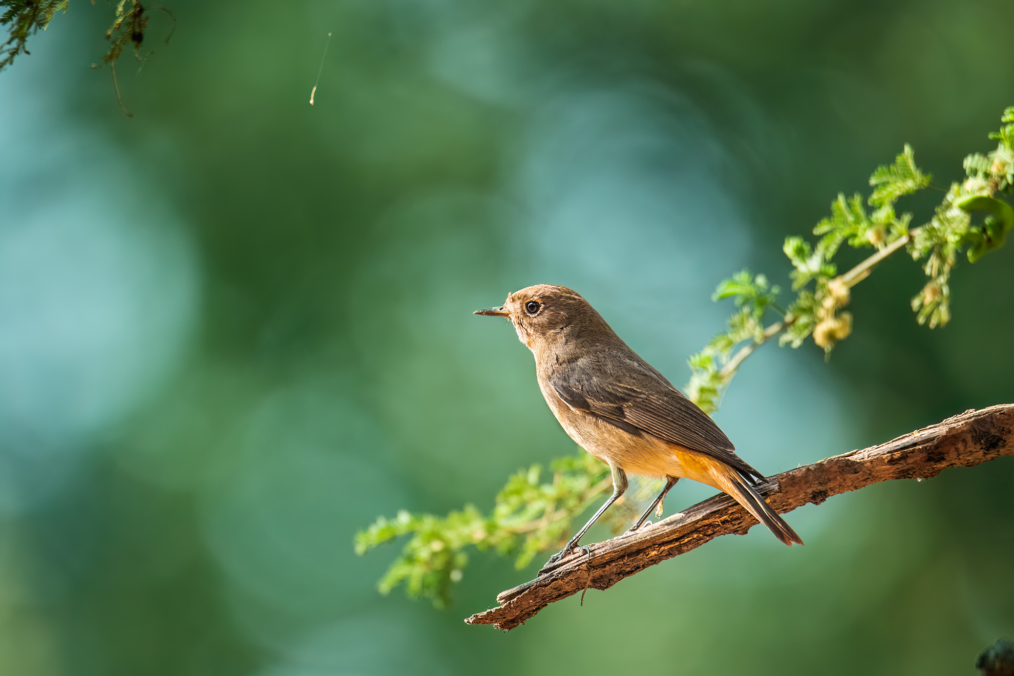 Black Redstart