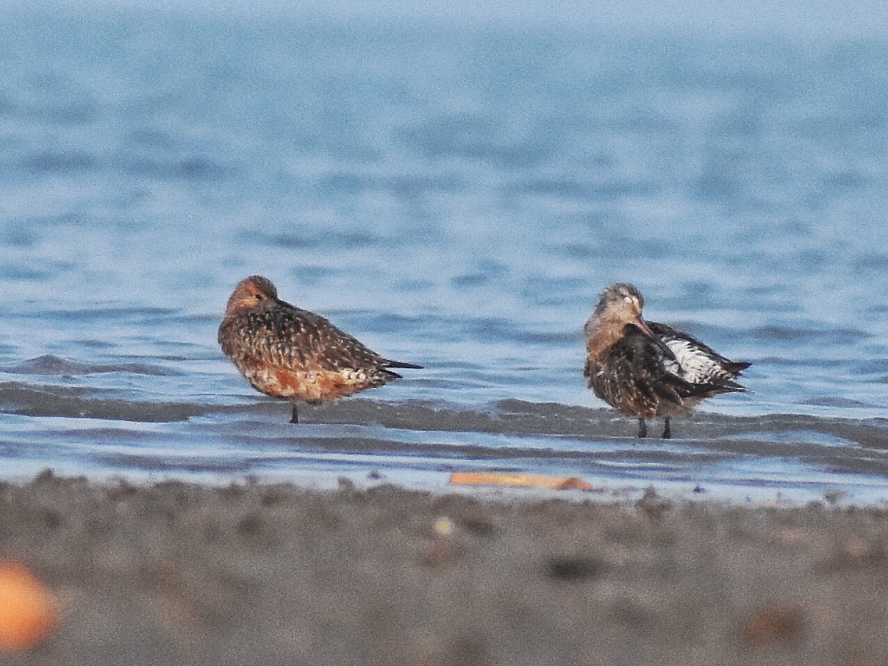 Bar-tailed Godwit