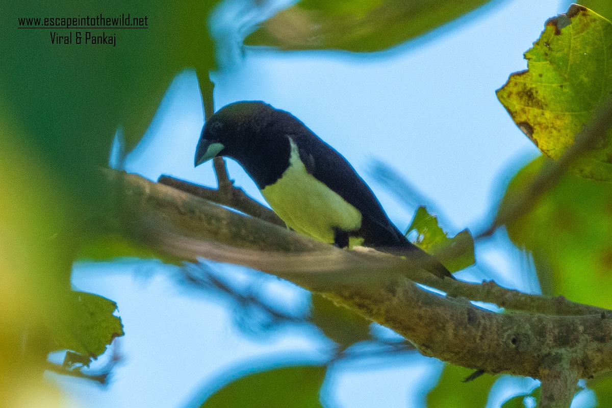 White-rumped Munia