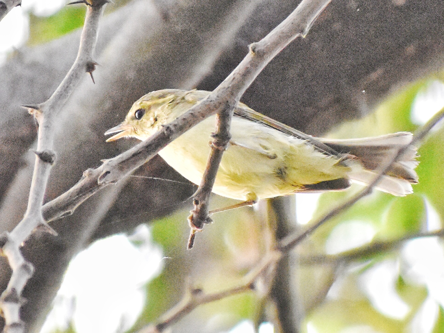 Green Warbler