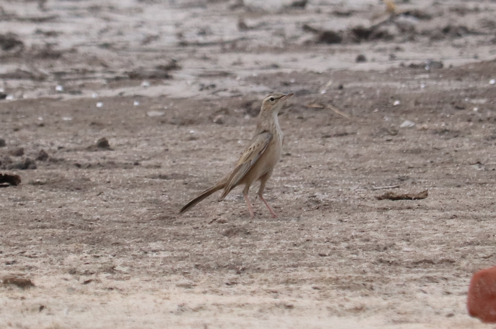 Long-billed Pipit