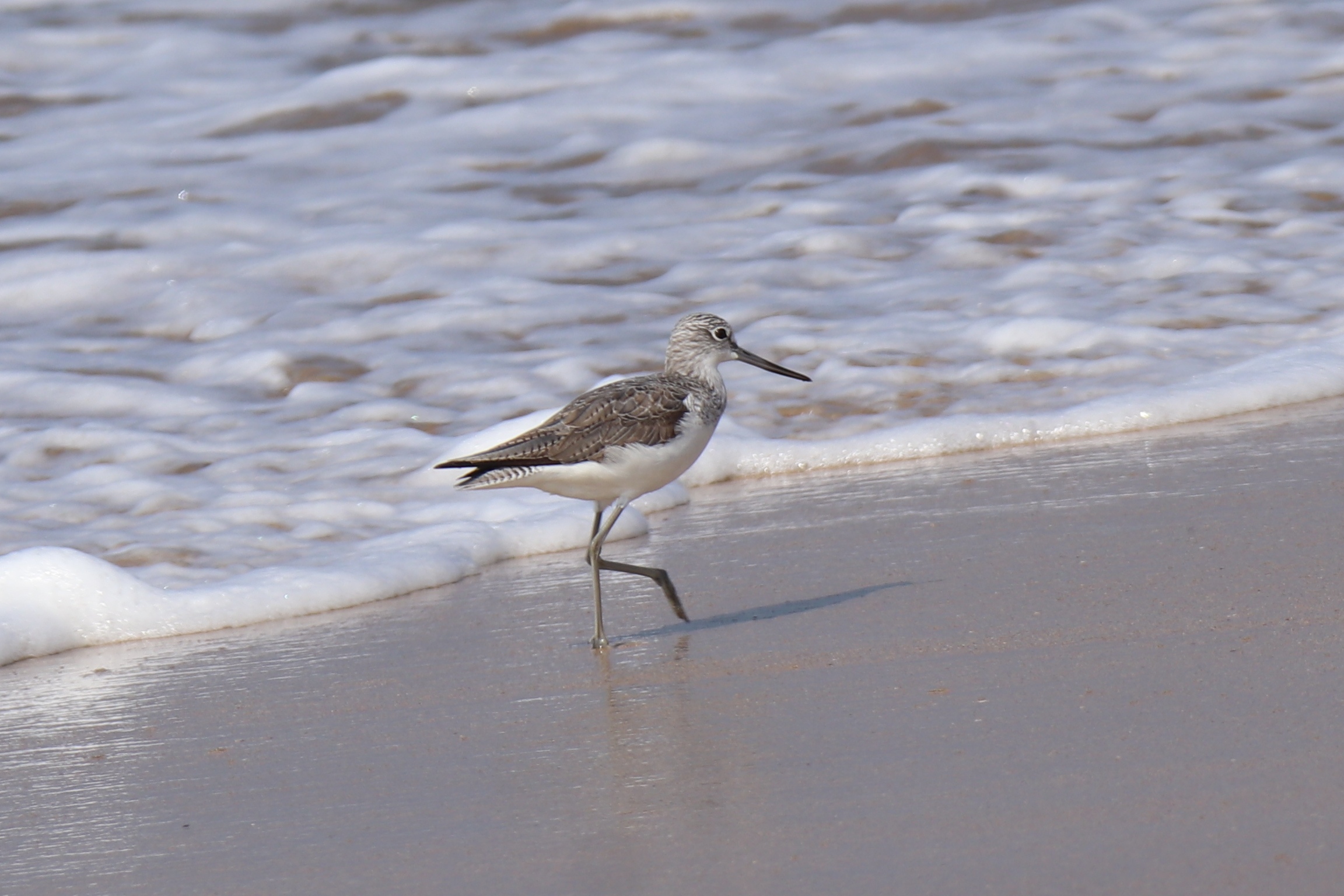 Common Greenshank