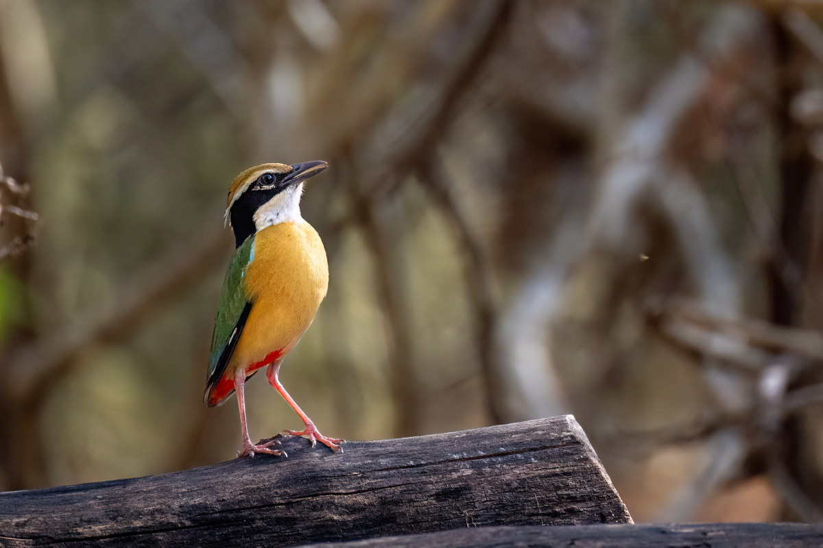 Indian Pitta