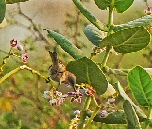 Orphean Warbler