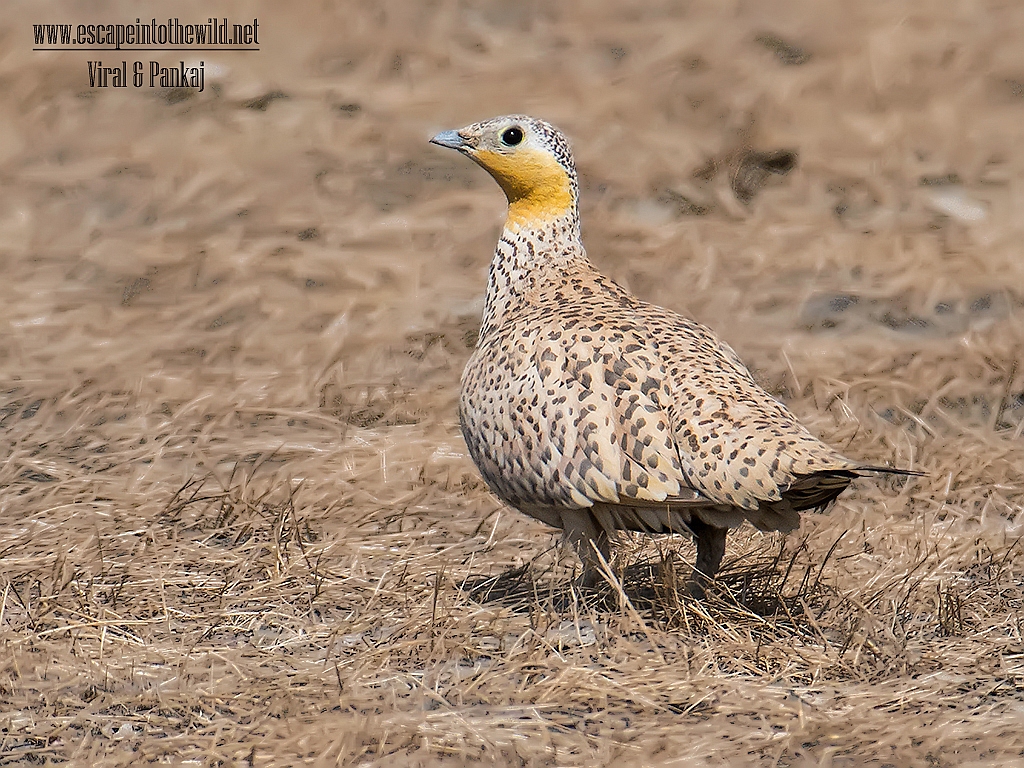 Spotted Sandgrouse