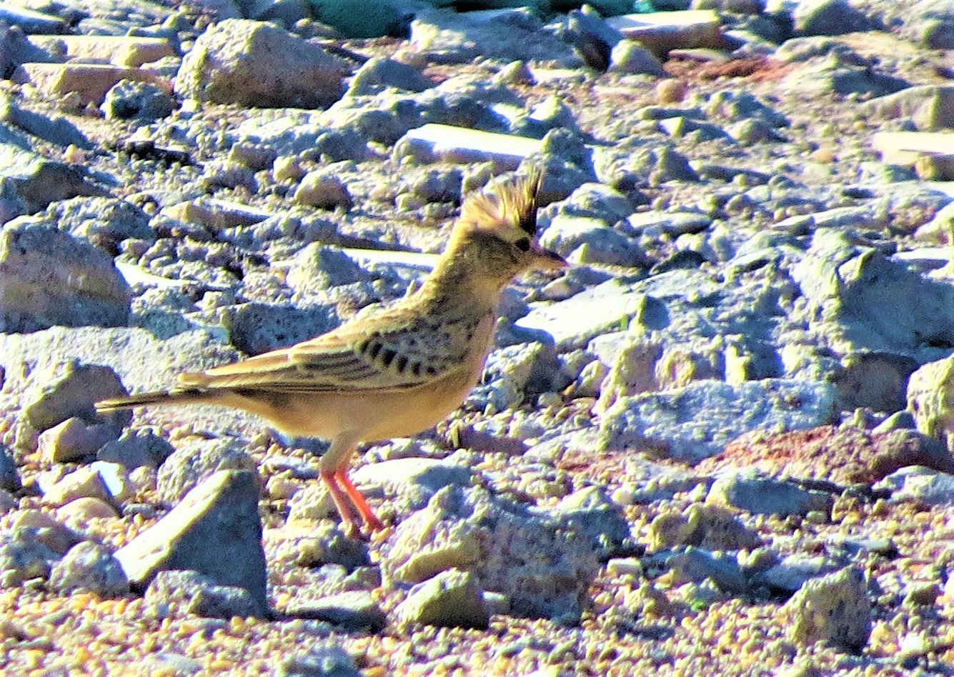 Crested Lark