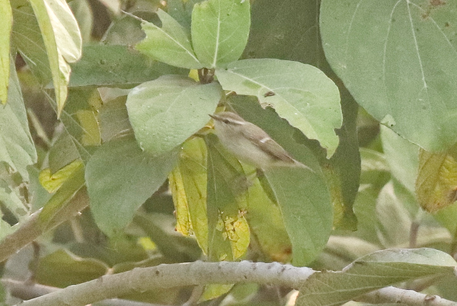 Hume's Leaf Warbler