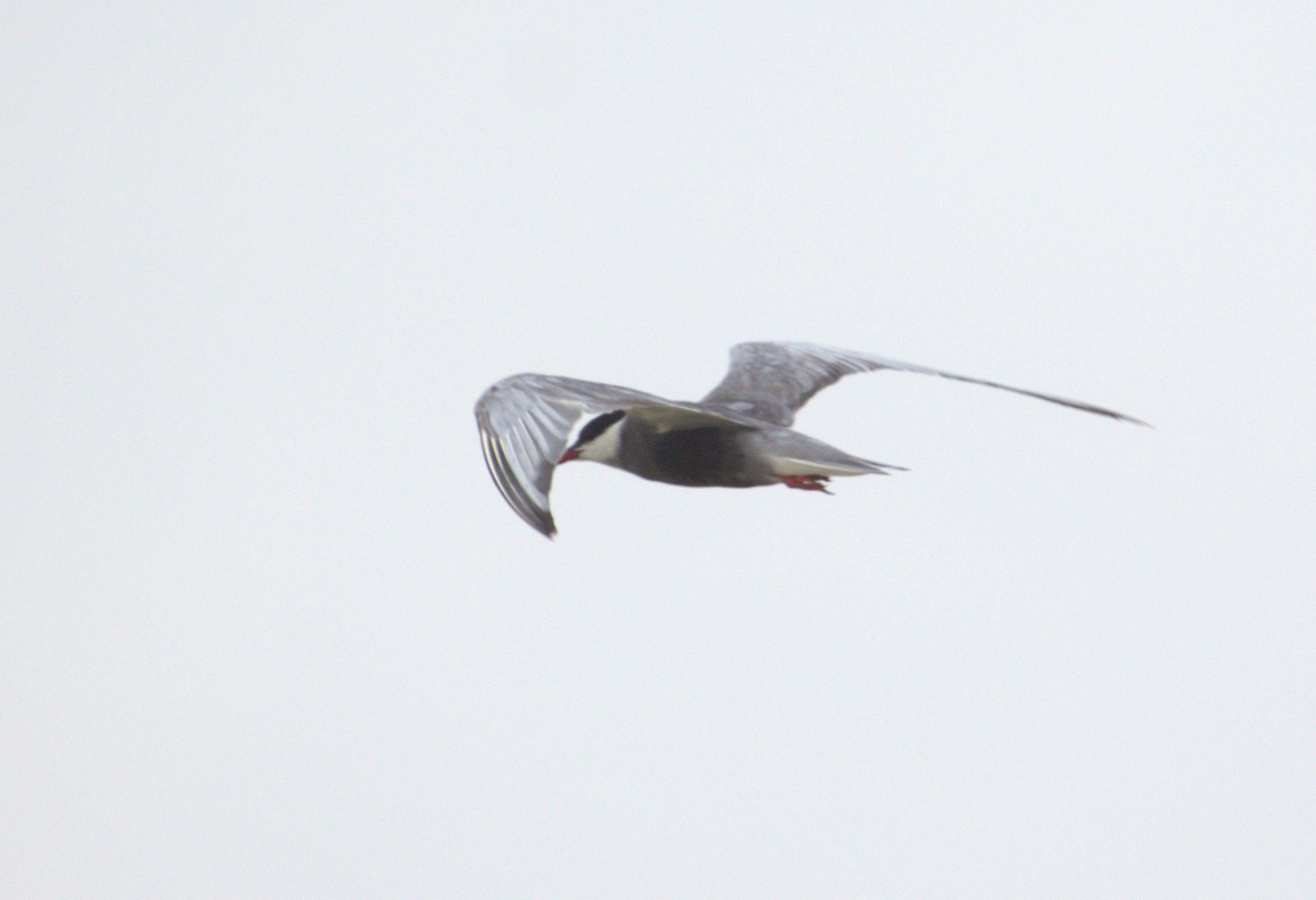 Whiskered Tern