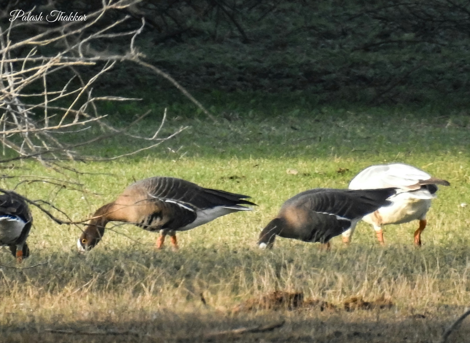 Lesser White-fronted Goose
