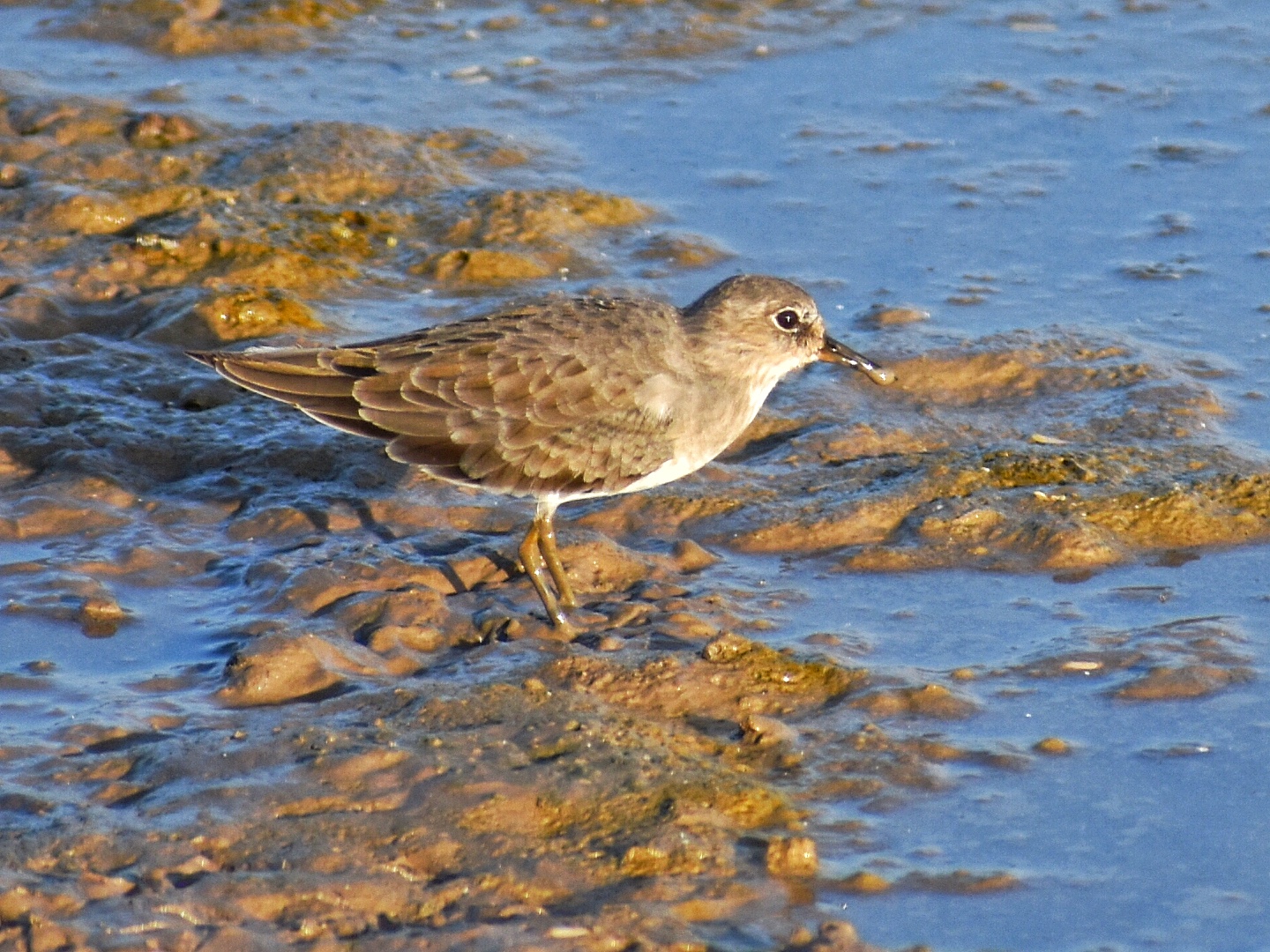 Temminck's Stint