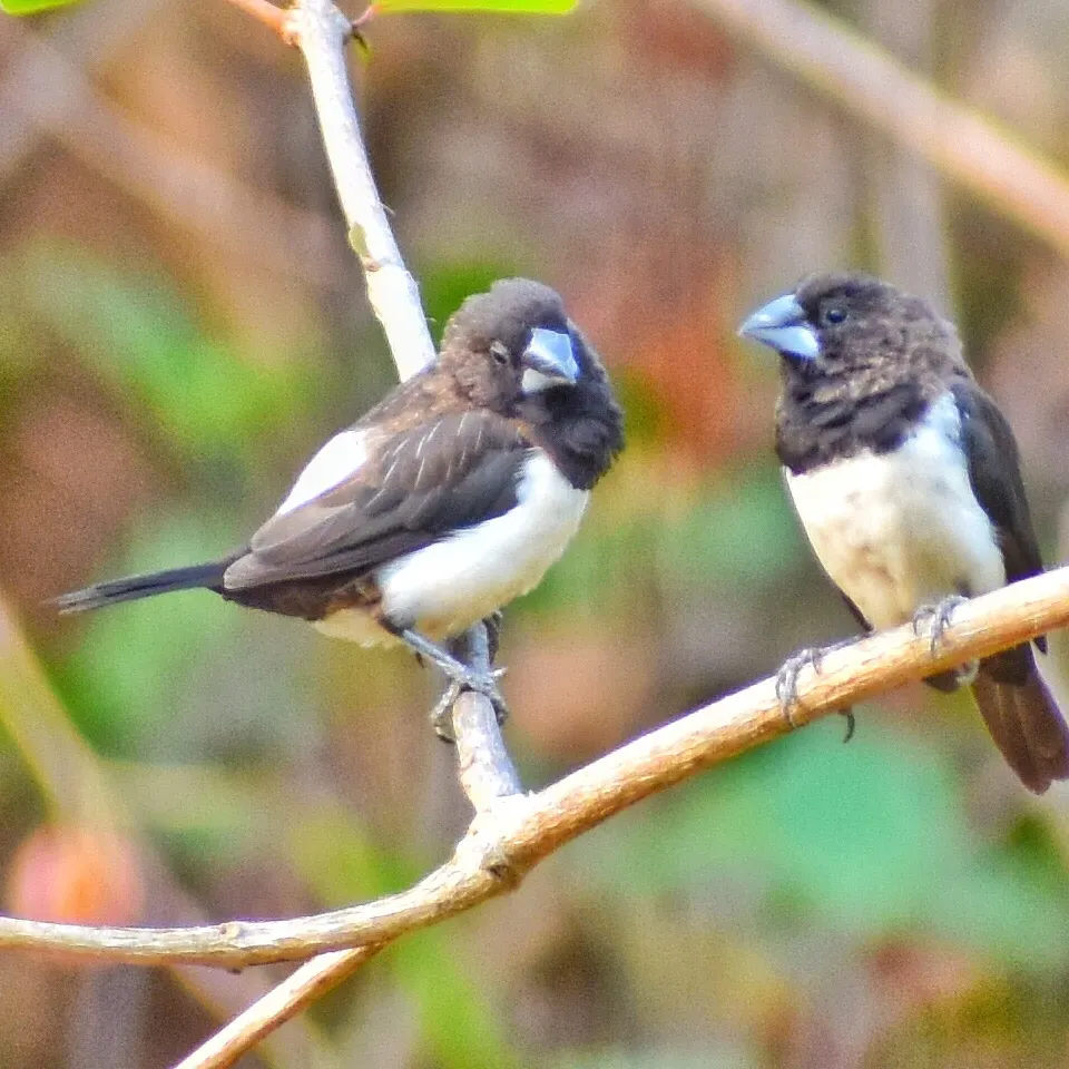 White-rumped Munia