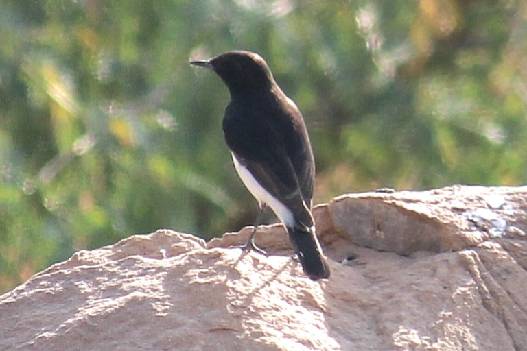 Variable Wheatear