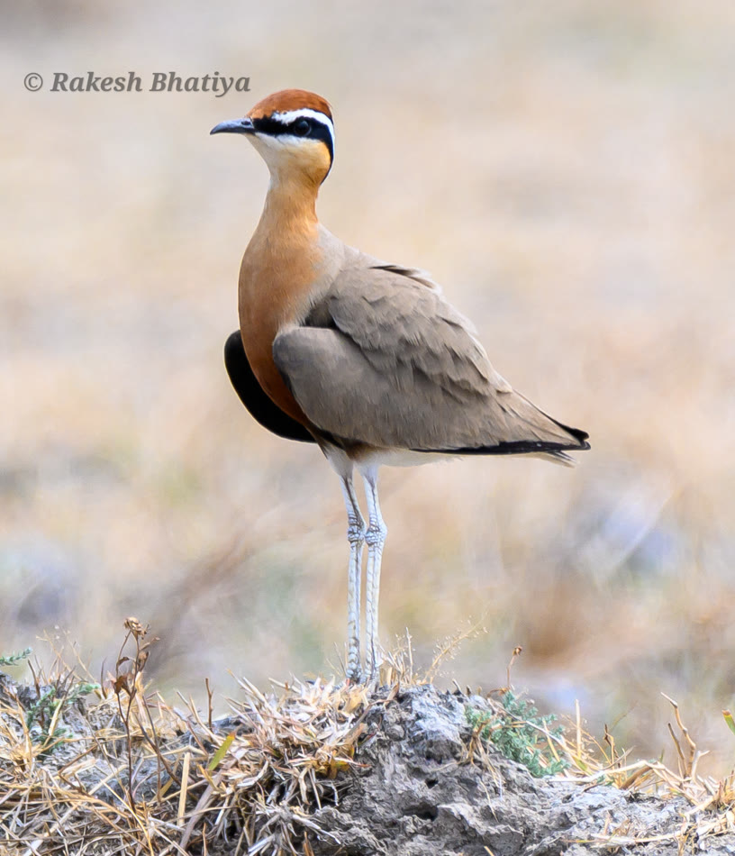 Indian Courser