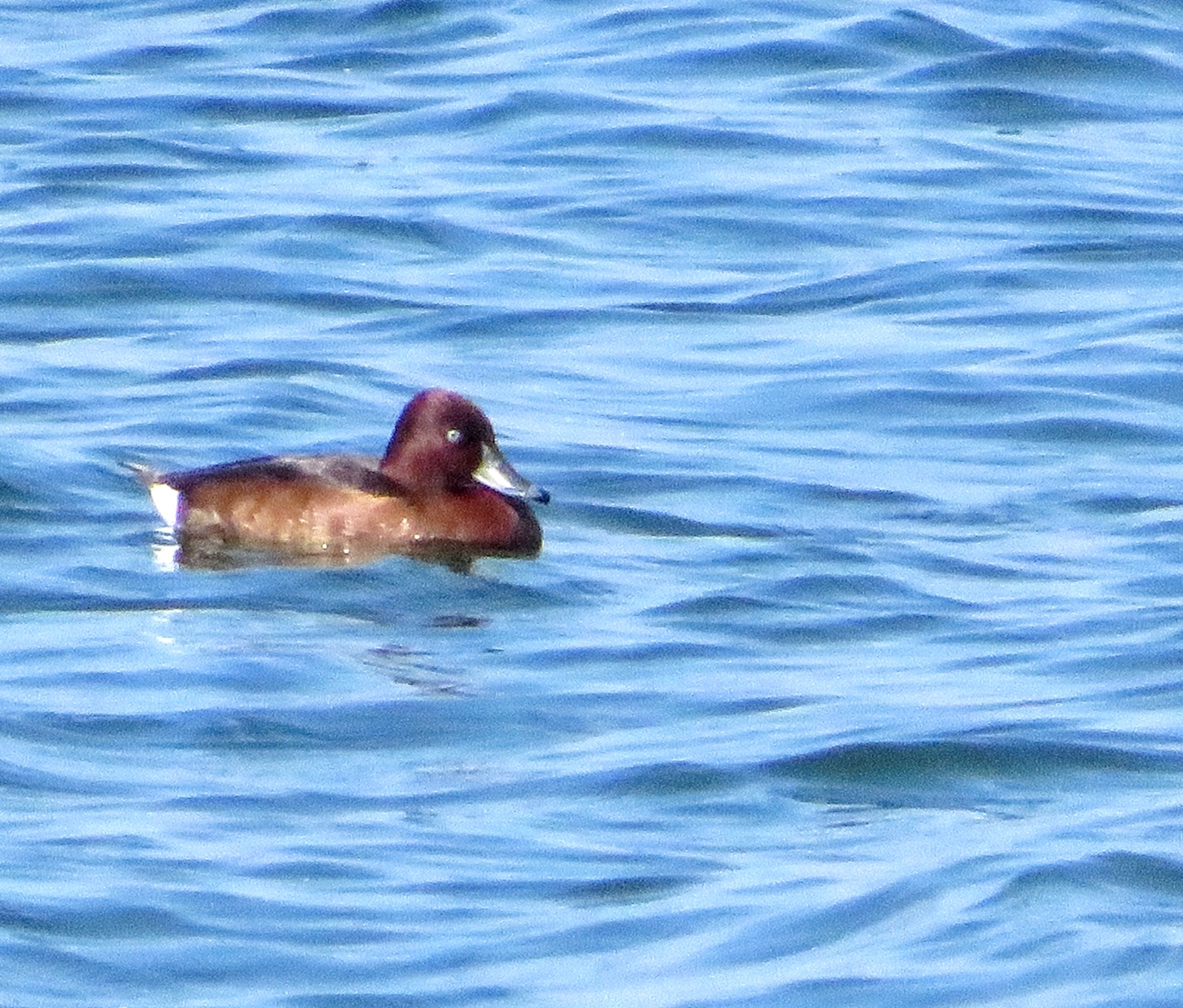 Ferruginous Duck