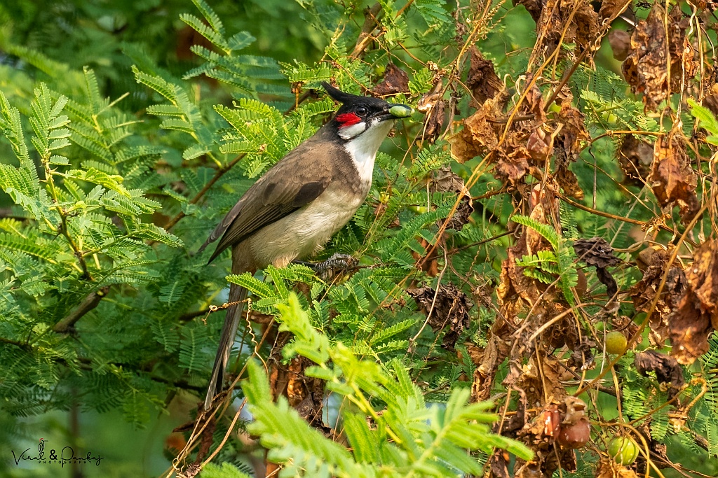 Red-whiskered Bulbul