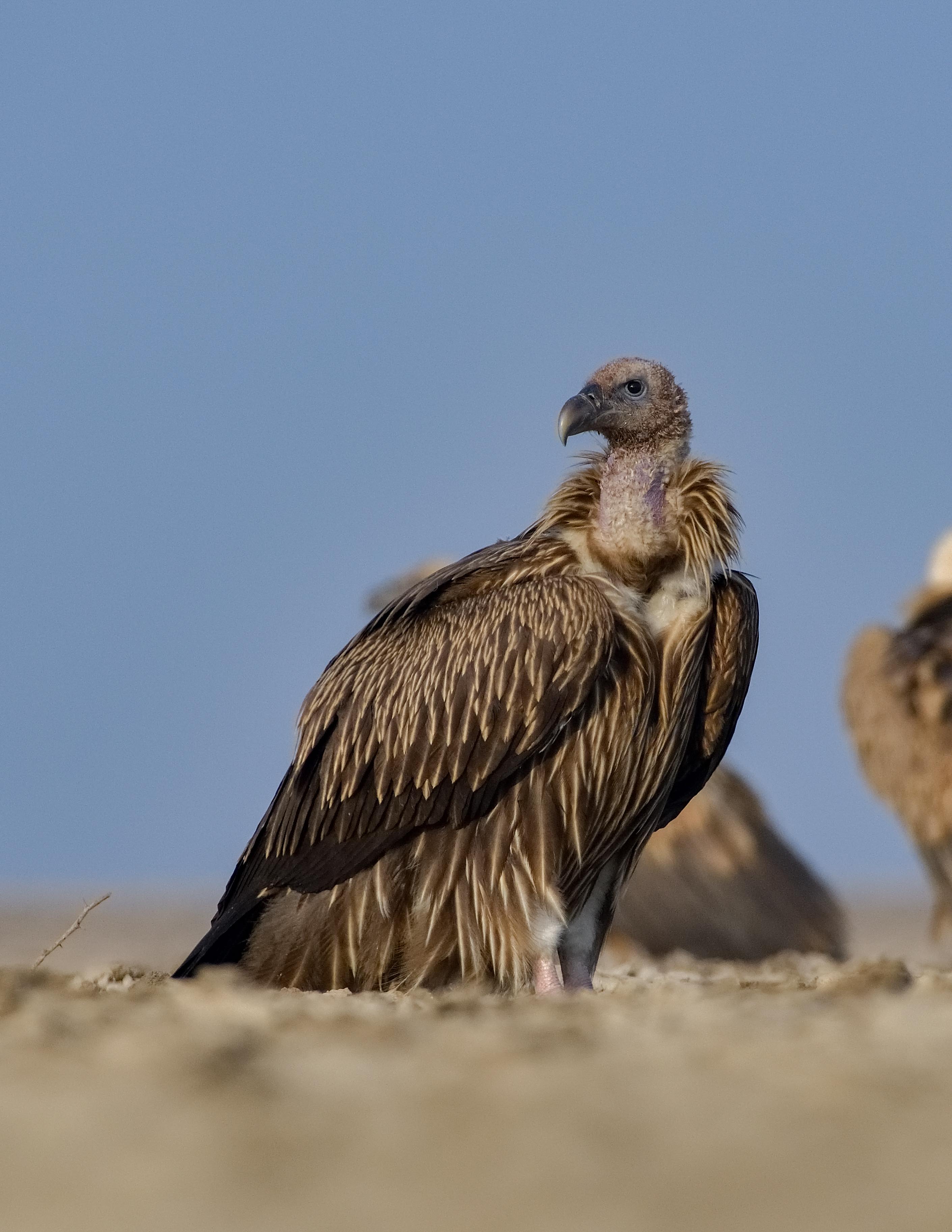 Himalayan Griffon