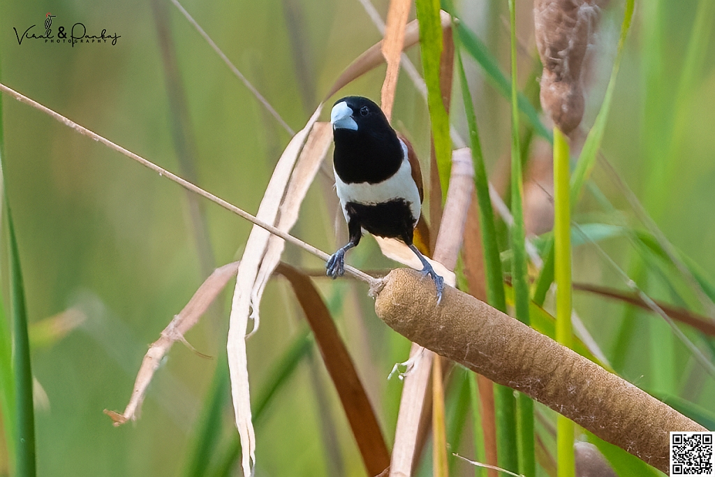 Black-headed Munia