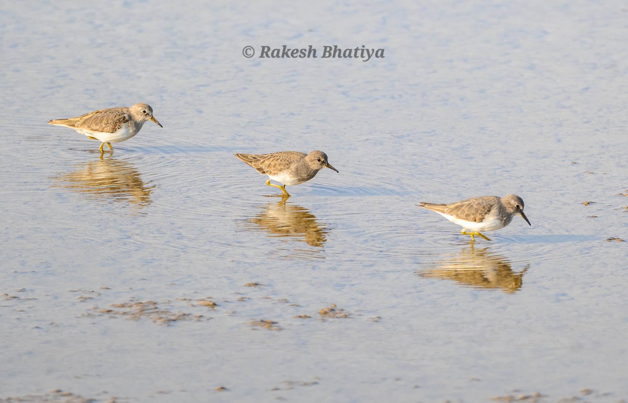 Temminck's Stint