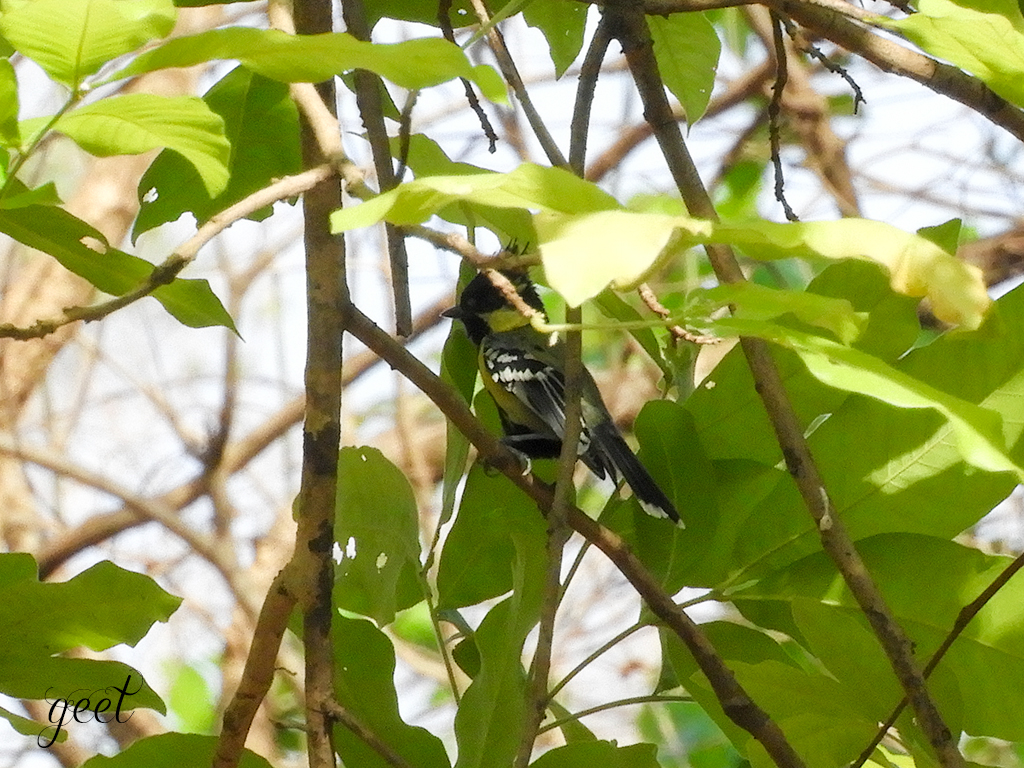 Black-lored Tit