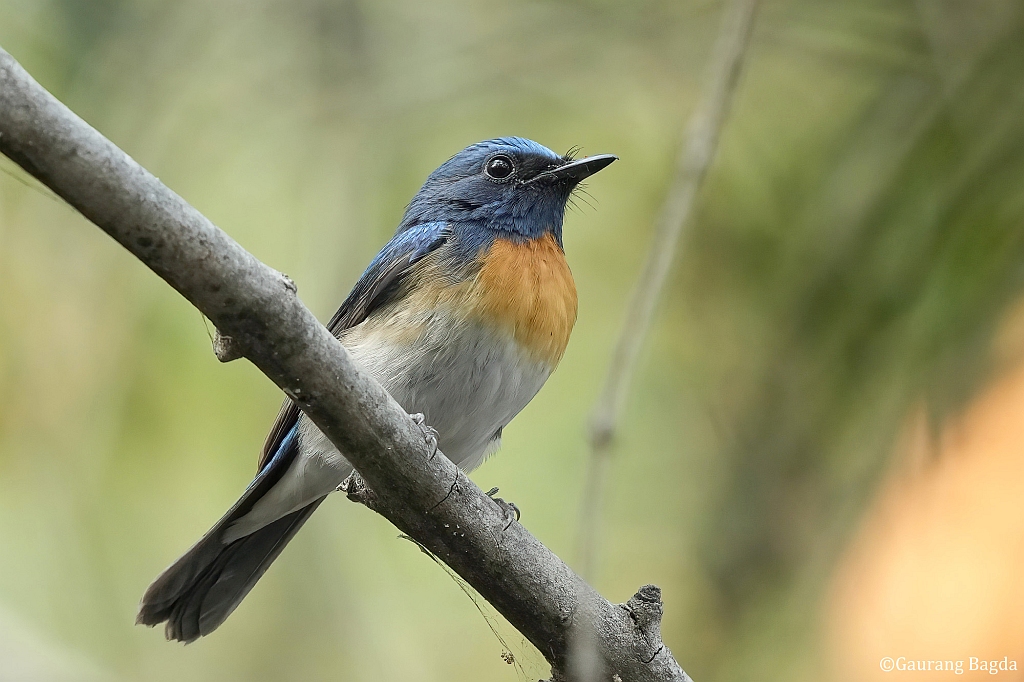 Blue-throated Blue Flycatcher