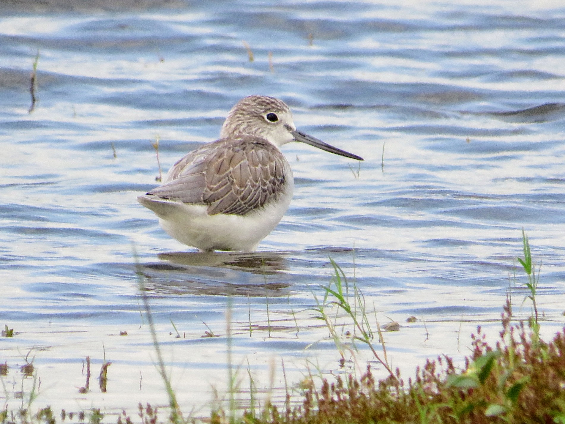 Common Greenshank