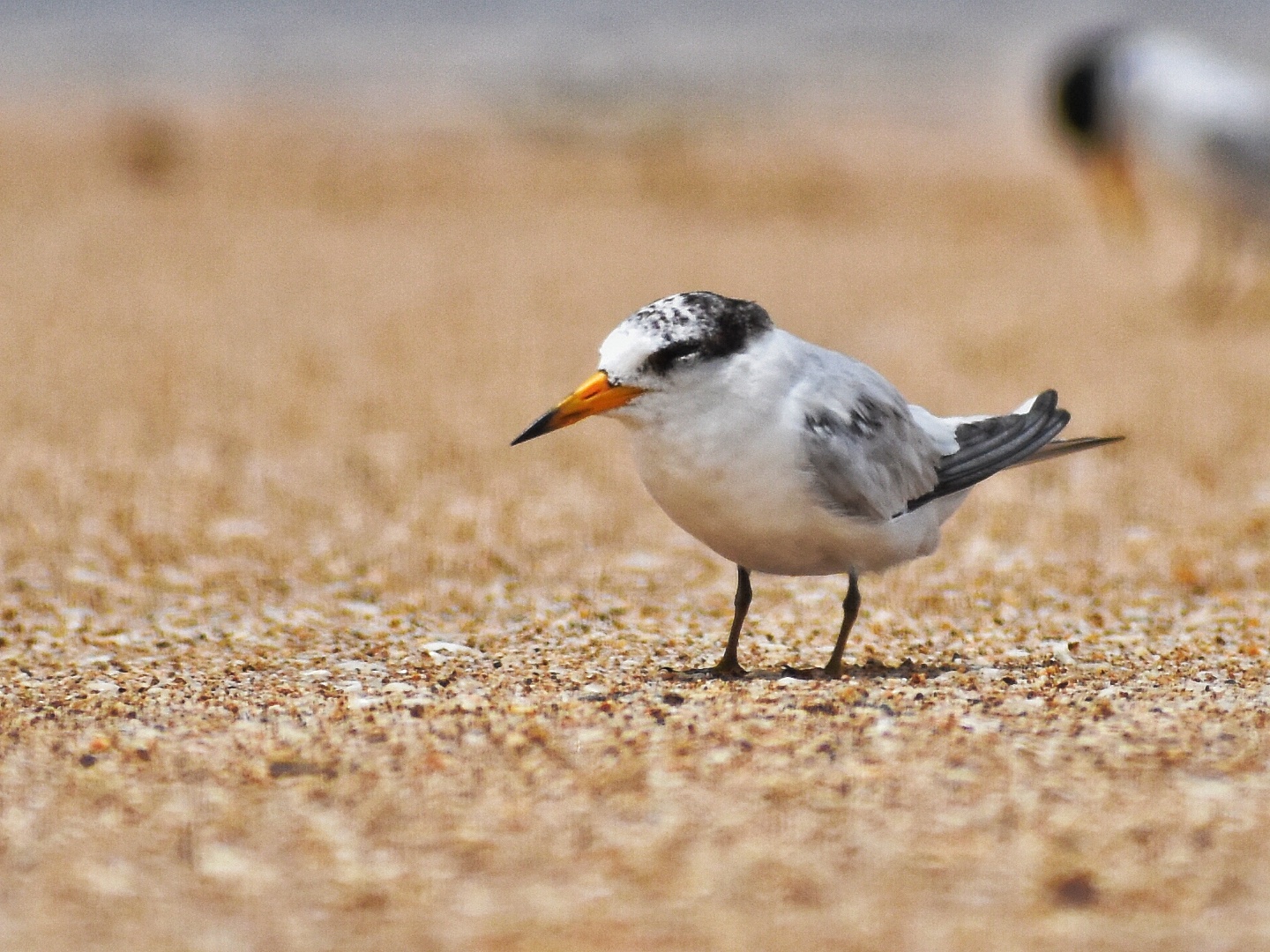 Saunders's Tern