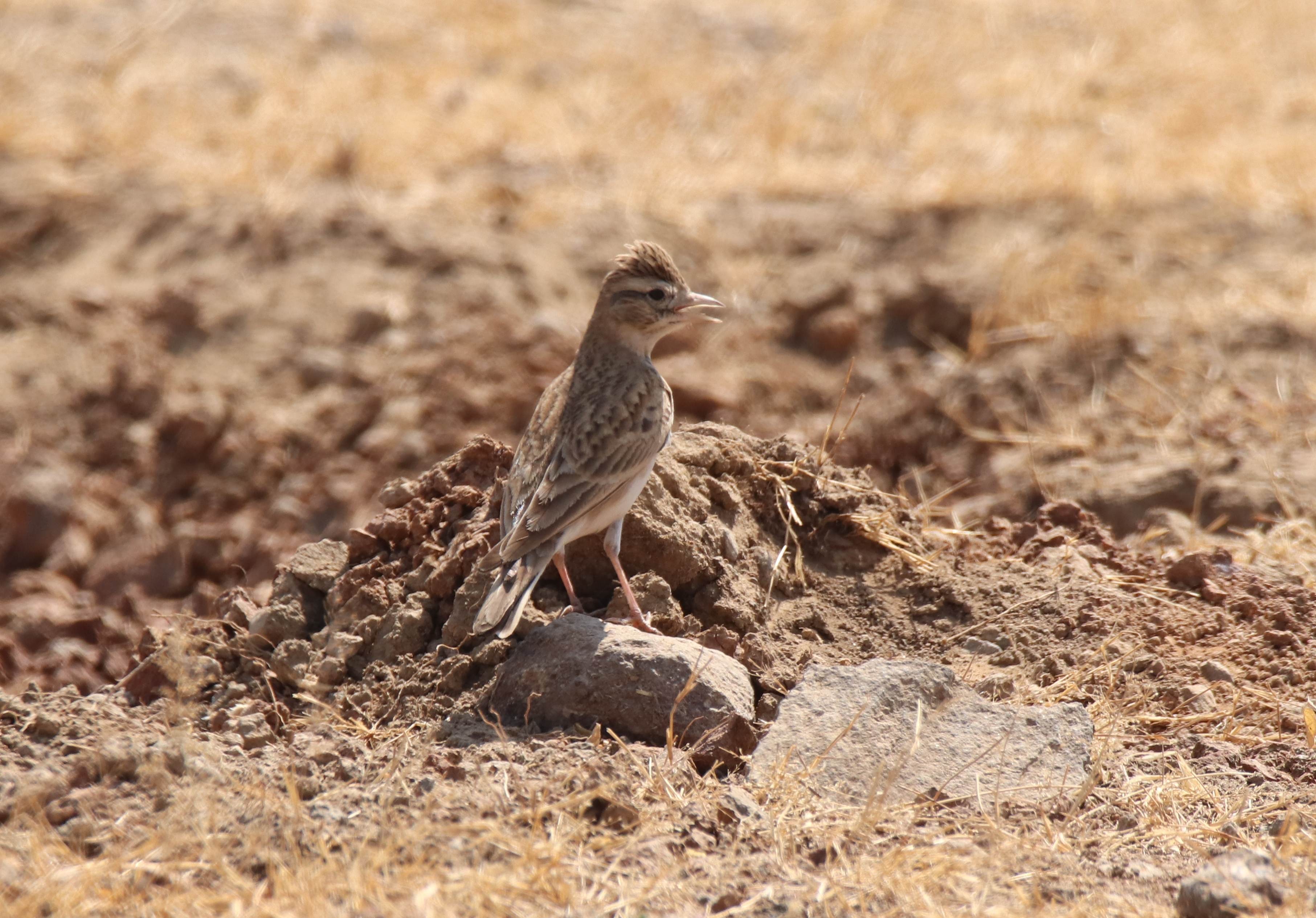 Greater Short-toed Lark