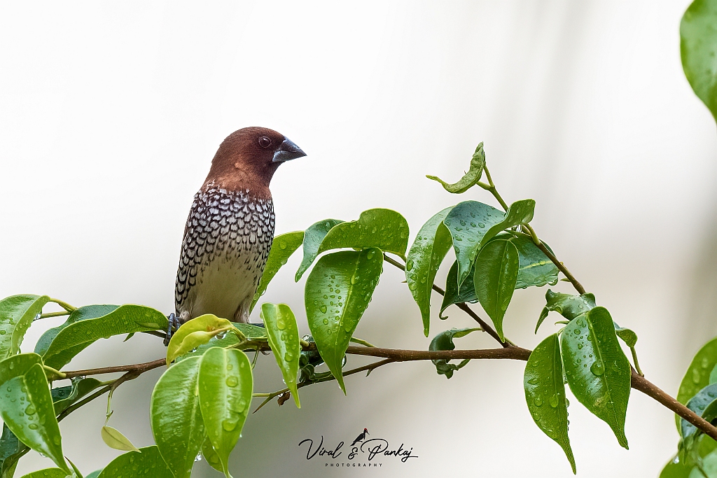 Scaly-breasted Munia
