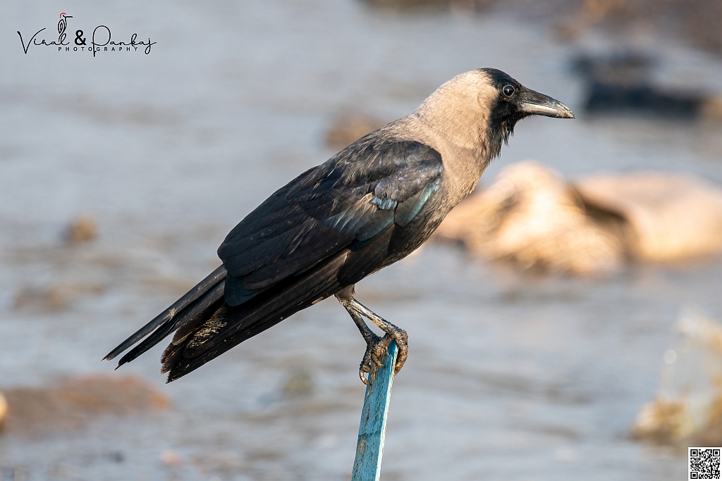 House Crow