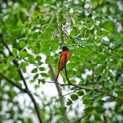 Orange Minivet