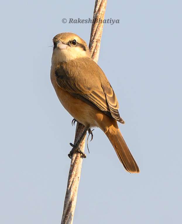Isabelline Shrike