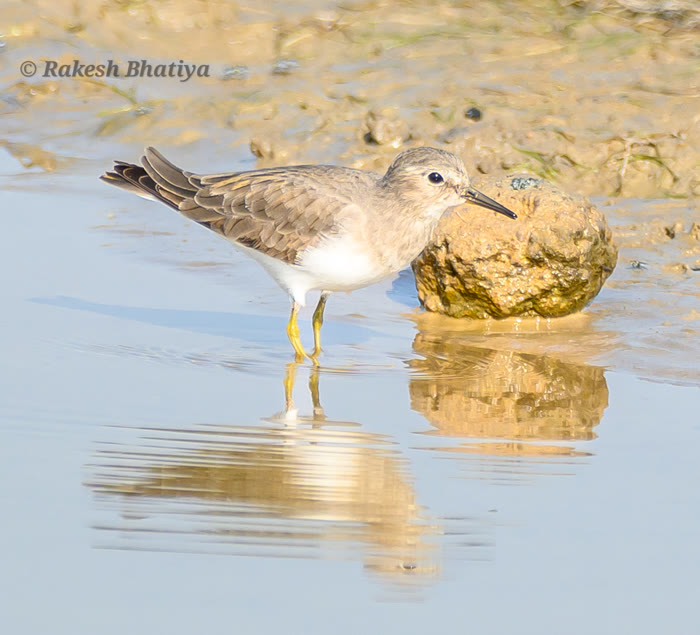 Temminck's Stint
