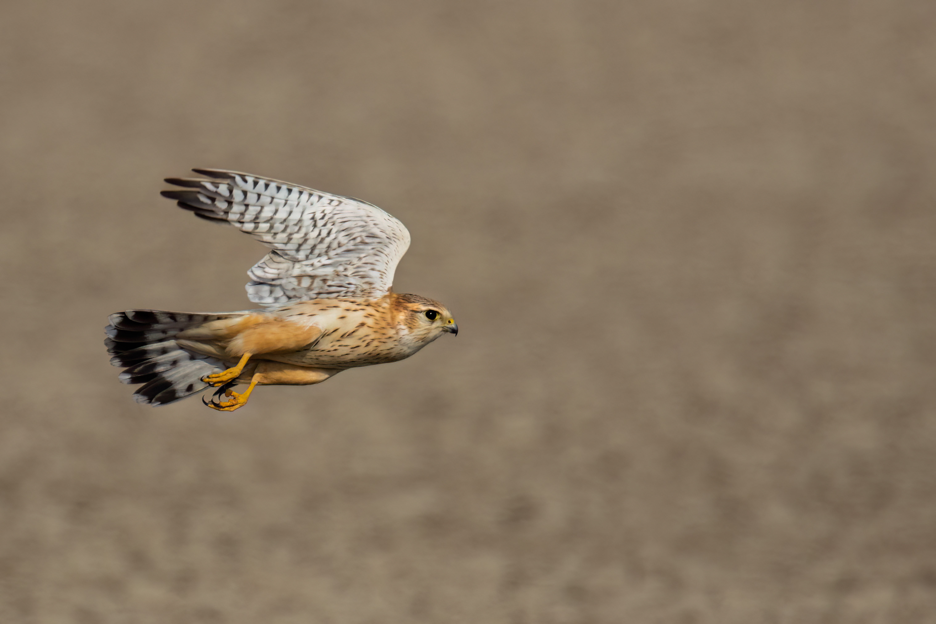 Merlin