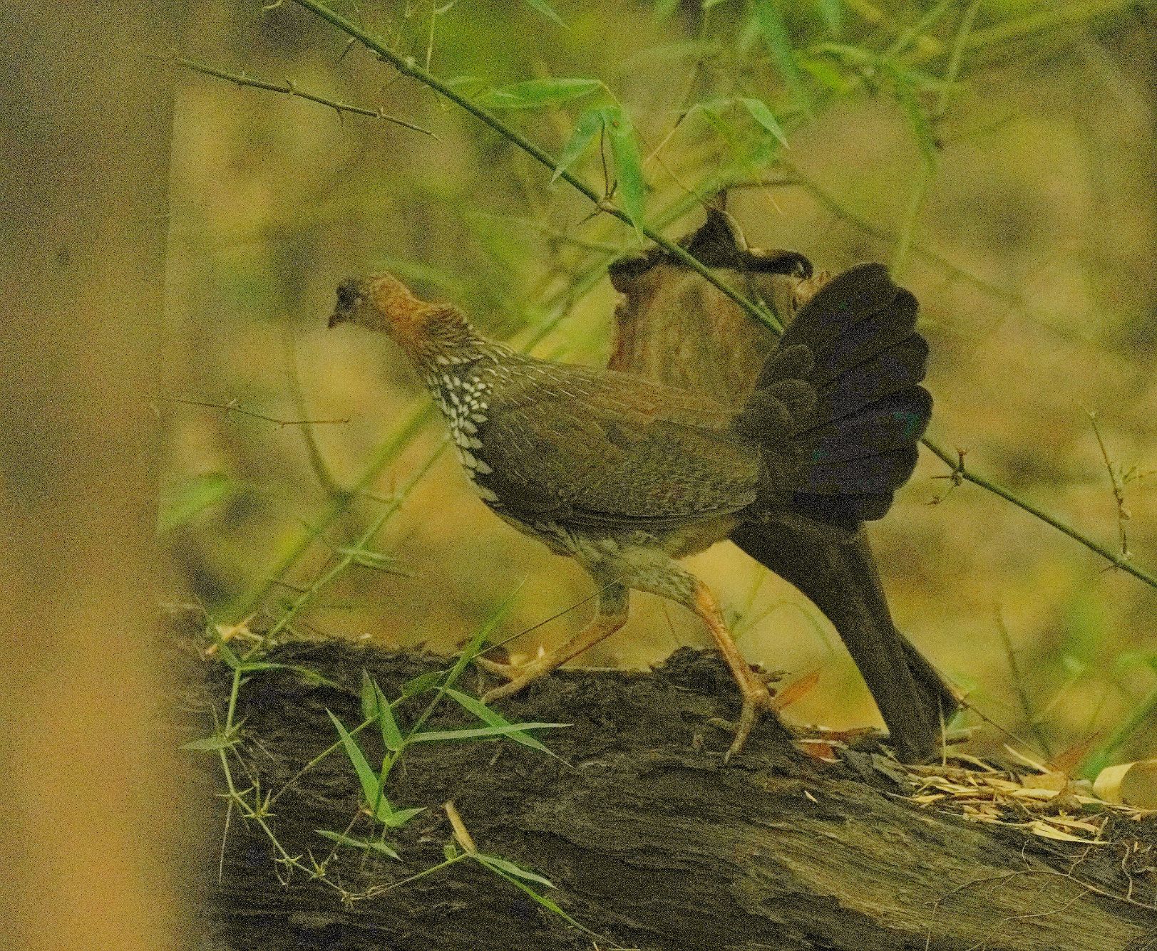 Grey Junglefowl