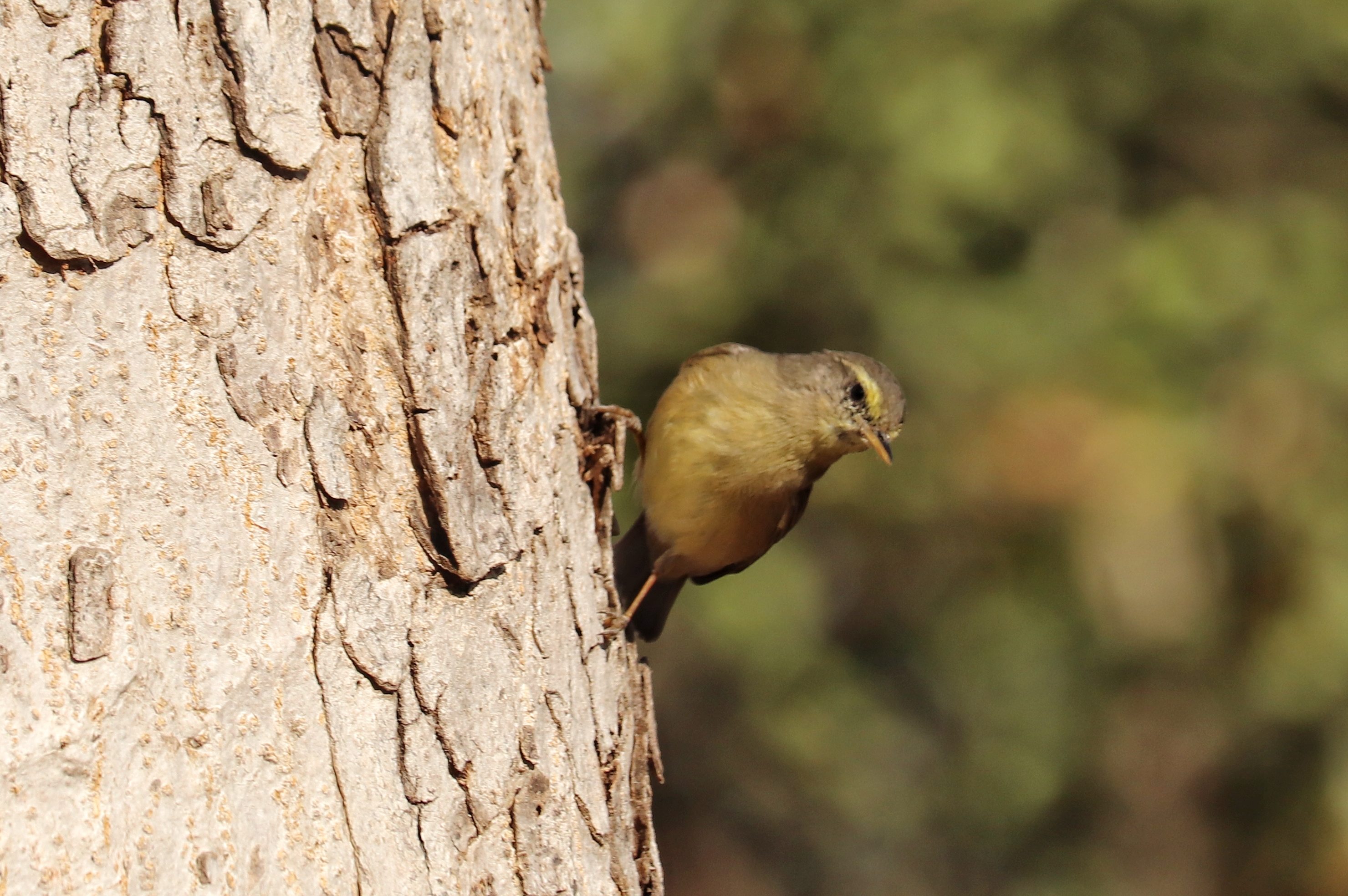 Sulphur-bellied Warbler