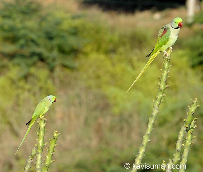 Alexandrine Parakeet
