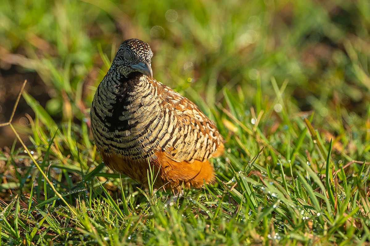 Barred Button Quail