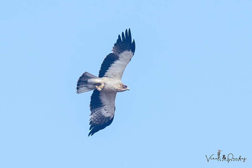 Booted Eagle