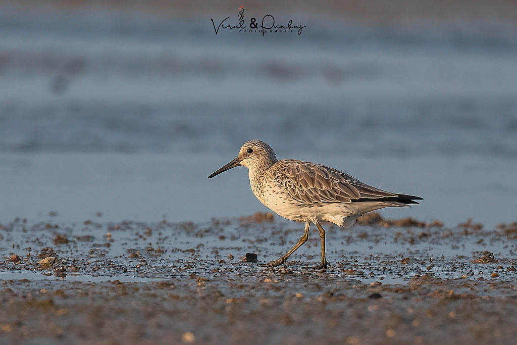 Great Knot 