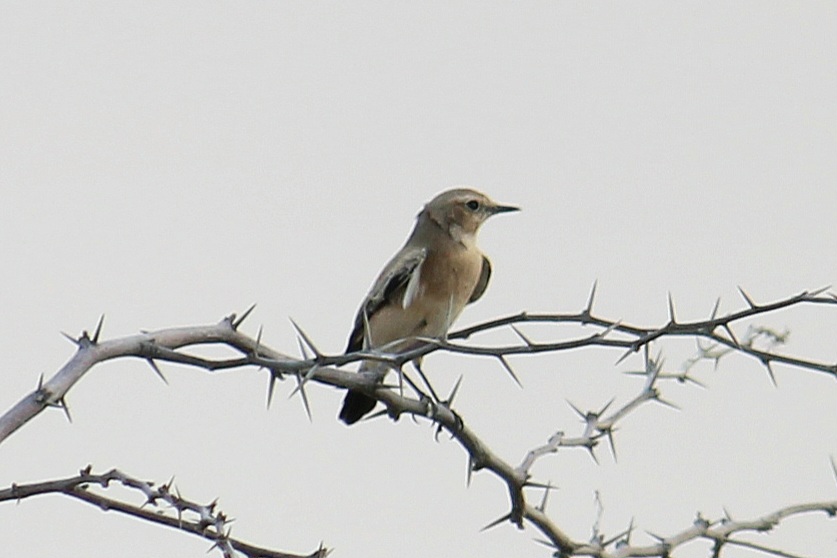 Desert Wheatear