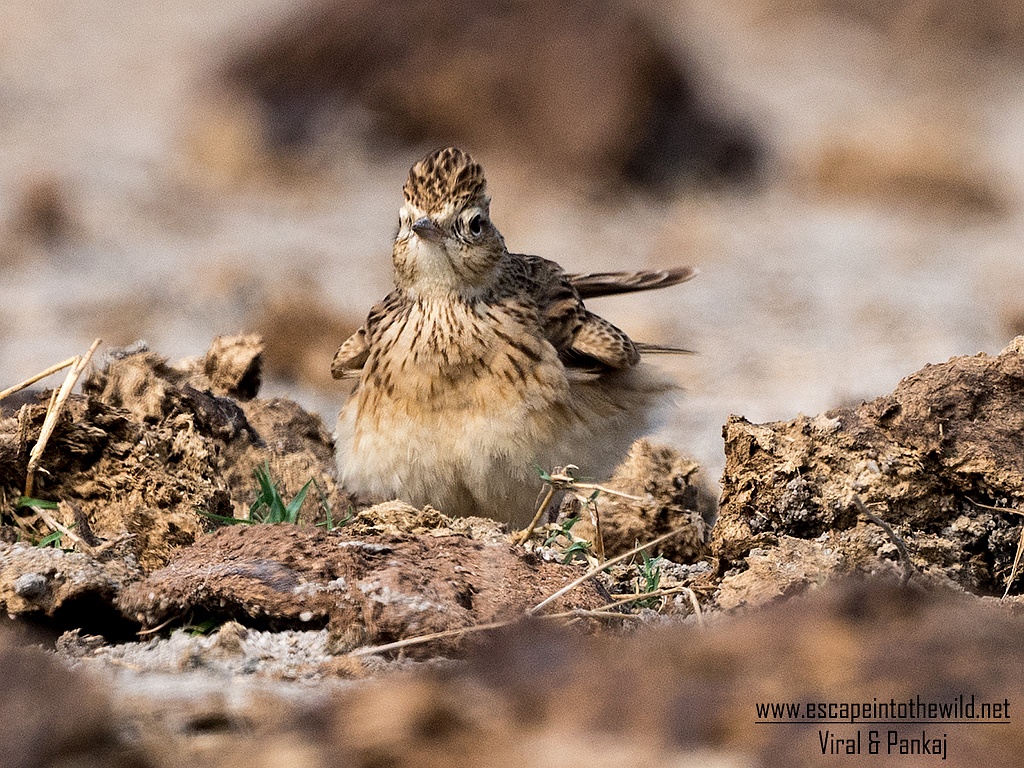 Oriental Sky Lark