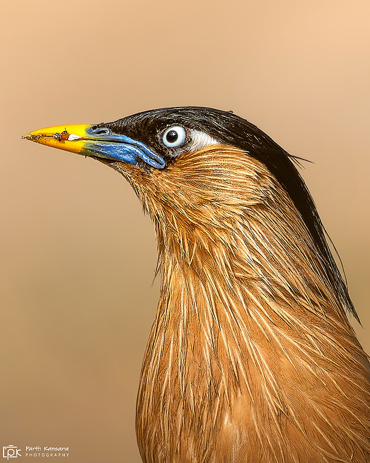 Brahminy Starling